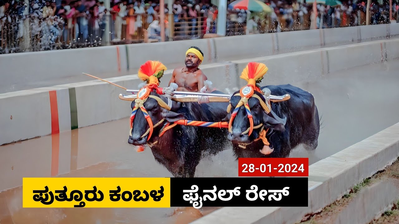 Puttur Kambala  Final race 2024 | ಪುತ್ತೂರು ಕಂಬಳ  ಫೈನಲ್ ರೇಸ್