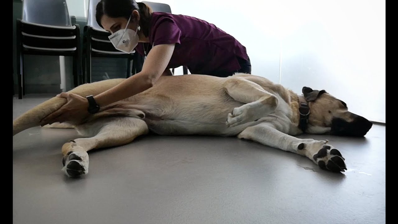 Rehabilitación ligamentos cruzados mastín