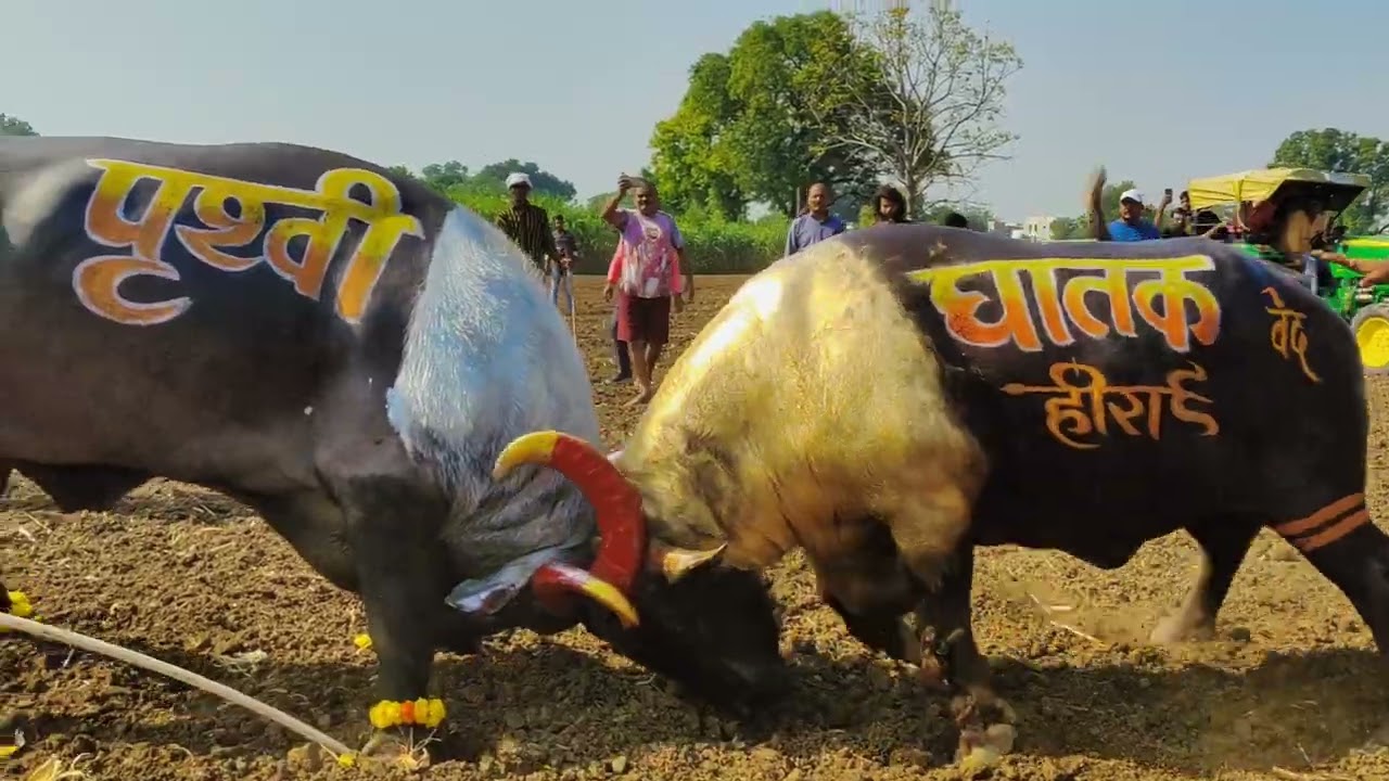 Full HD PRATHVI Vs GHATAK bullfight/Prithvi vs deadly bullfight Mandleshwar/Mandleshwar