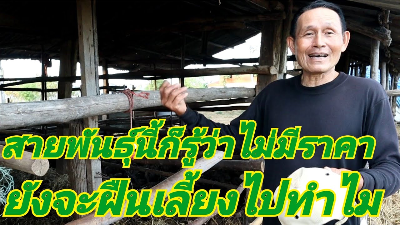 ถ้ารู้ว่าไม่มีราคาก็อย่าฝืนเลี้ยง ควรเปลี่ยนสายพันธุ์หรือพัฒนาสายพันธุ์ต่อไป วัวอิมคนก็อิ่ม ງົວ วัว