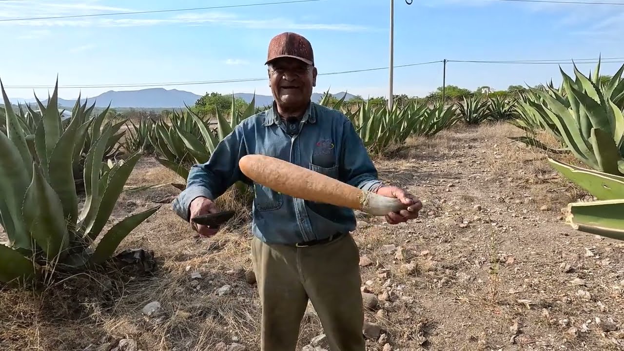 Así se Raspa MAGUEY Para AGUAMIEL en el Valle del Mezquital - Maguey Pulquero