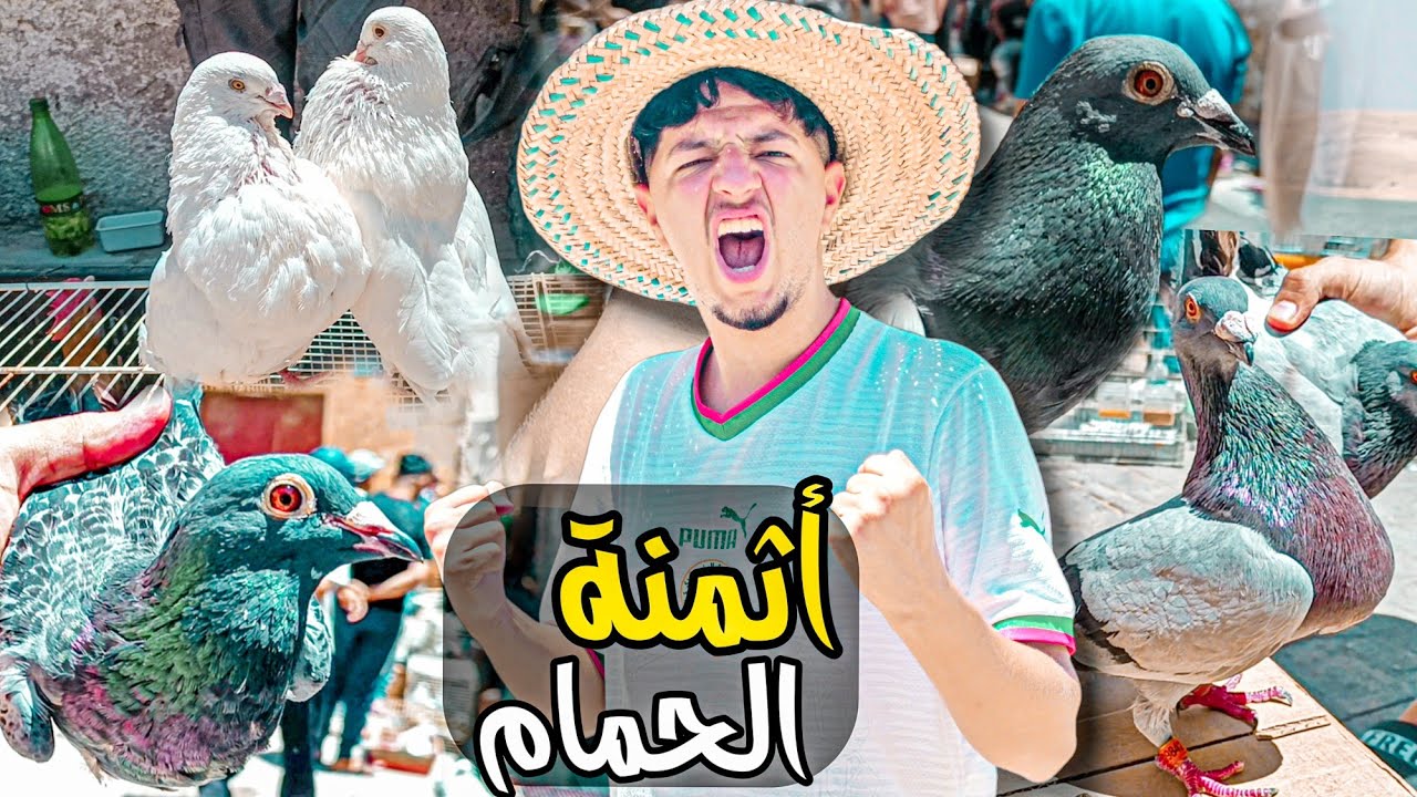 اثمنة الحمام 💸 سوق الحد باب الكيسة فاس 🤯