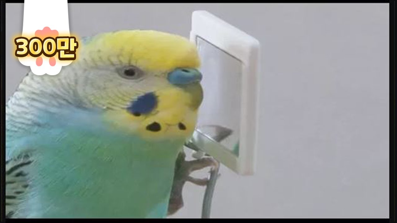 Попугай, говорящий 