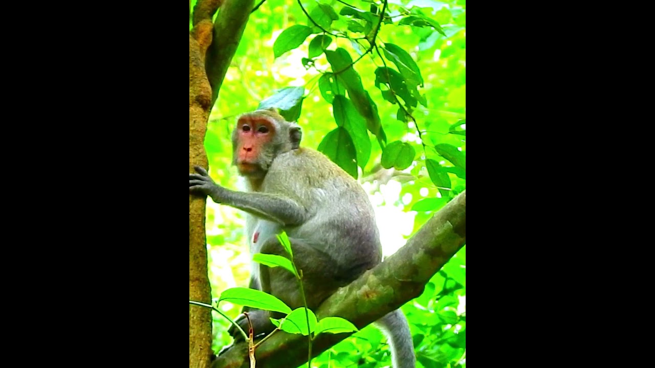 Pity Monkey's Wildlife 288
