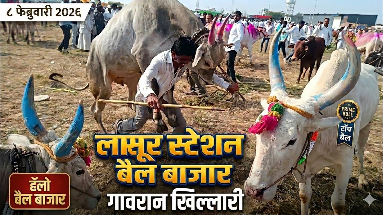 लासूर स्टेशन बैल बाजार ||  bail bajar Lasur    मोठ्या मापाचे बैल जोड्या   8  फेब्रुवारी 2026 