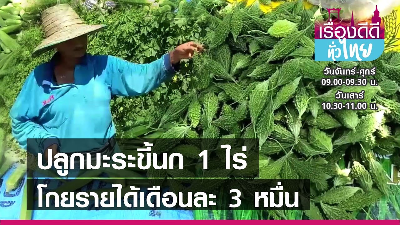 ปลูกมะระขี้นกสร้างรายได้เดือนละ 3 หมื่น I เรื่องดีดีทั่วไทย I 23-06-64
