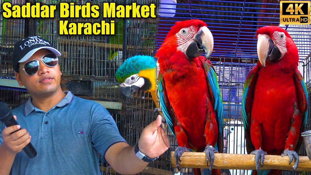 Saddar Exotic Birds Market Karachi 2024 | Unique and Rare Parrots | أجمل الببغاوات في باكستان