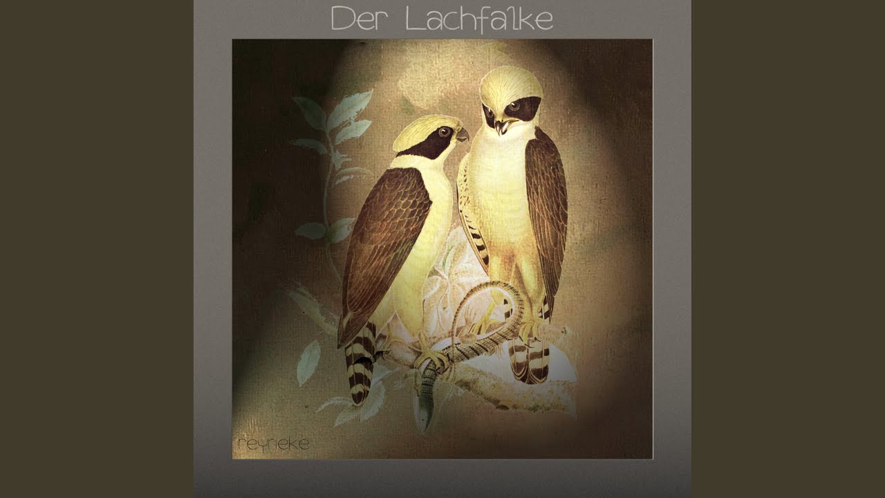 Der Lachfalke