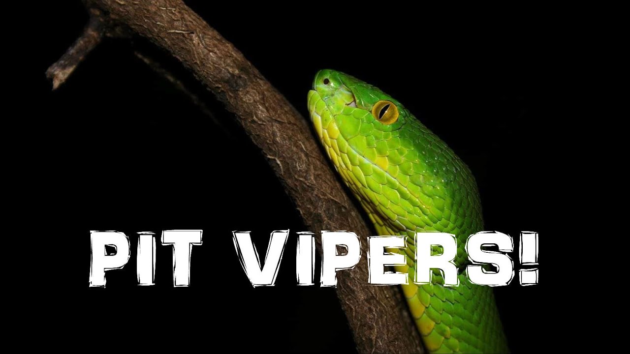 VENOMOUS SNAKES IN THAILAND!