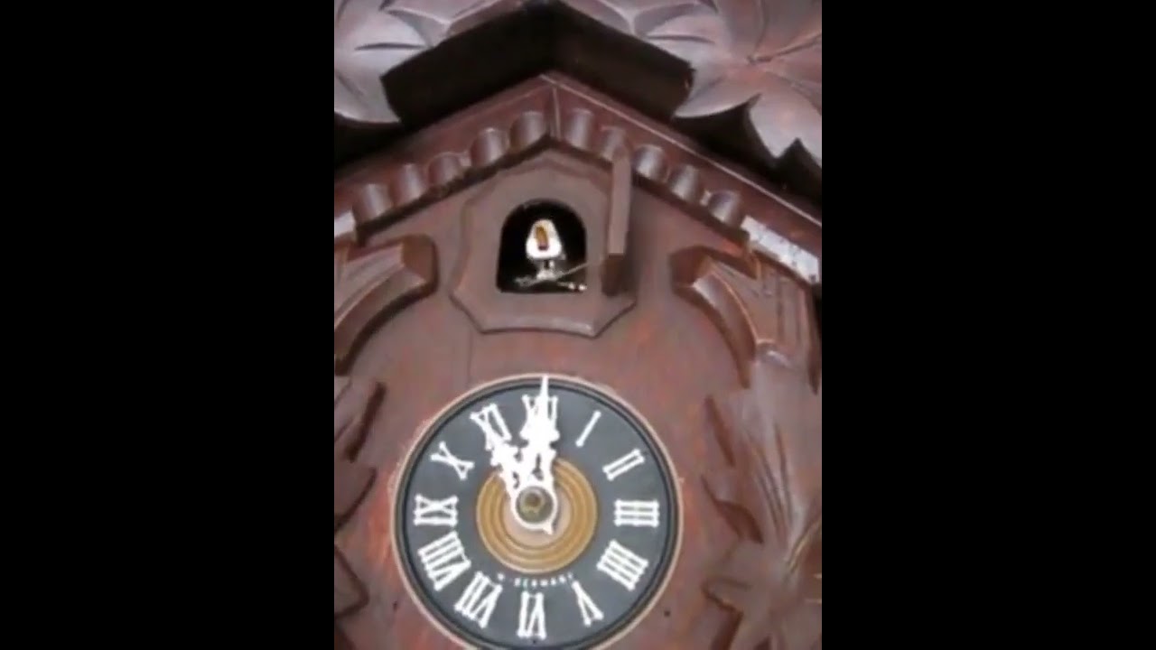 Every cuckoo clock chiming 1