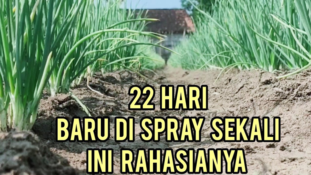 22 HARI BARU DI SPRAY SEKALI TANAMAN TUMBUH SUBUR INI RAHASIANYA