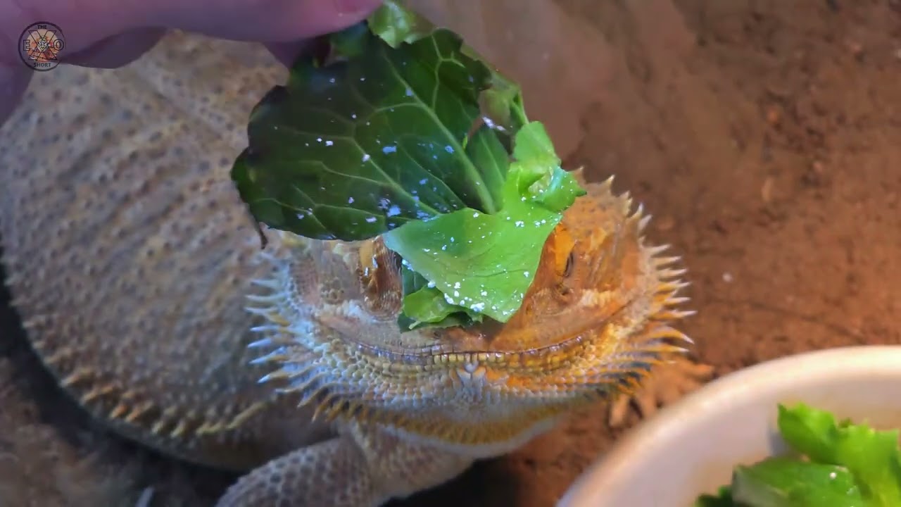 Veldora's New Trick 🤣