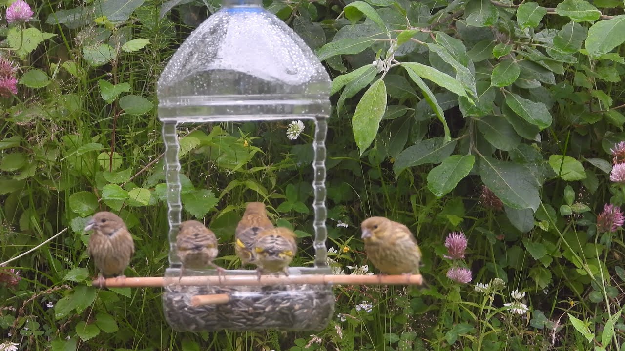 Birds Feeder Diy Bottle How To Make Bird Feeder Using Plastic Bottle