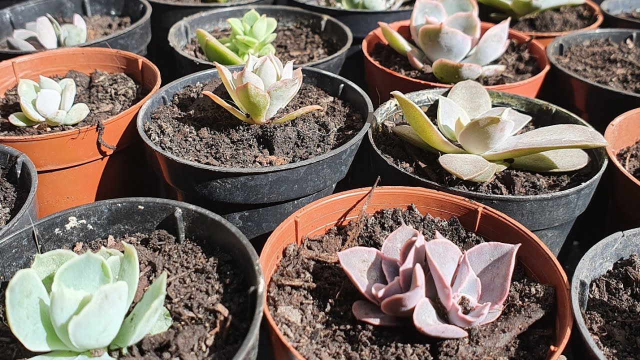 Replantes do berçário de Suculentas, qual o melhor momento para replantar? #Dicas.