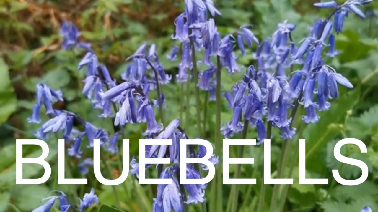 Acres of native English Bluebells at Blickling Woods #bluebell #wildflowers #norfolk