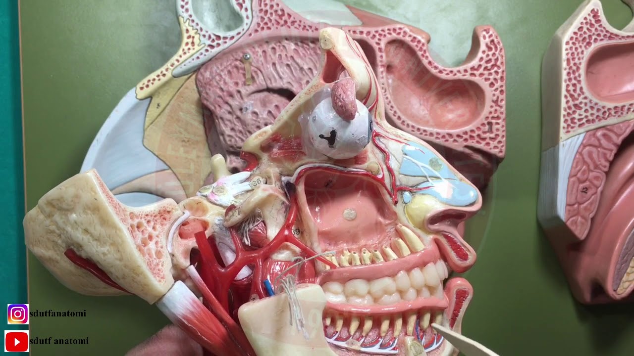 Burun Anatomisi