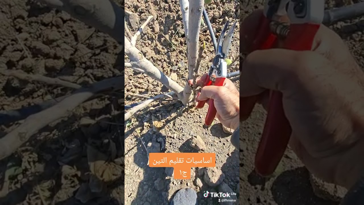 تقليم التين .تقليم التربية 