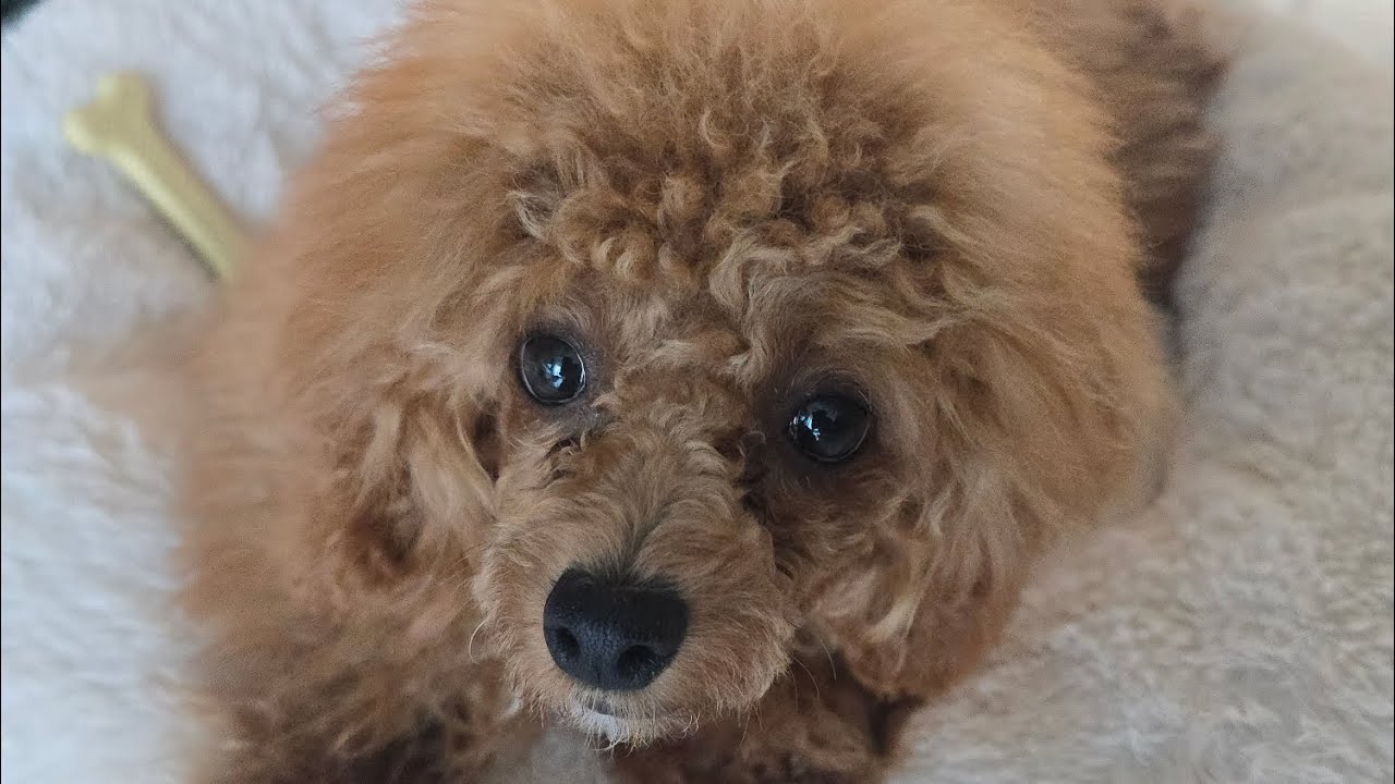 사과를 처음 먹는 포치타