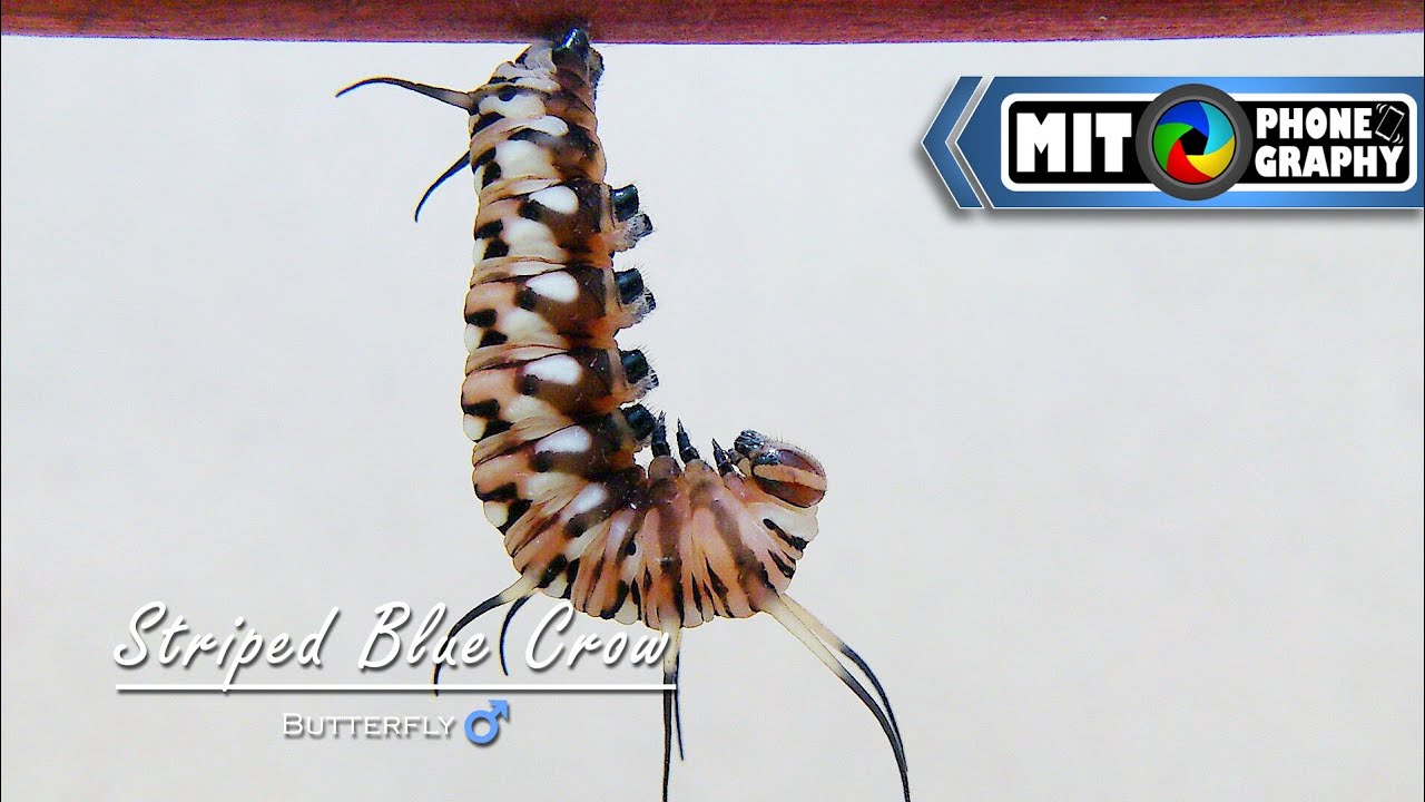 Male Euploea mulciber (Striped Blue Crow) | Caterpillar to Butterfly Transformation - Timelapse