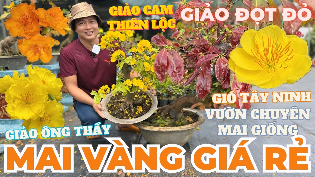 11-03 ANH HIỀN Giao Lưu Mai Vàng Giá Rẻ, Cam Thiên Lộc, Giảo Ông Thầy, Gió Tây Ninh • THÀNH TRỌNG LÊ