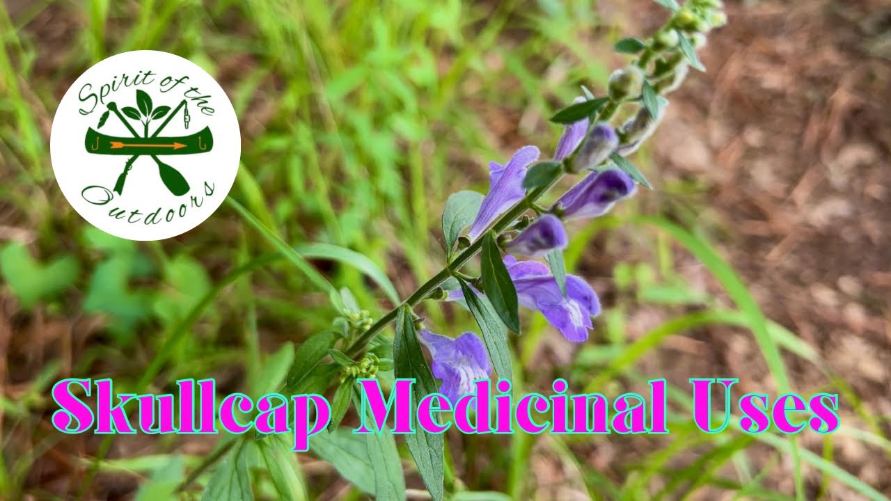 Skullcap Medicinal Uses
