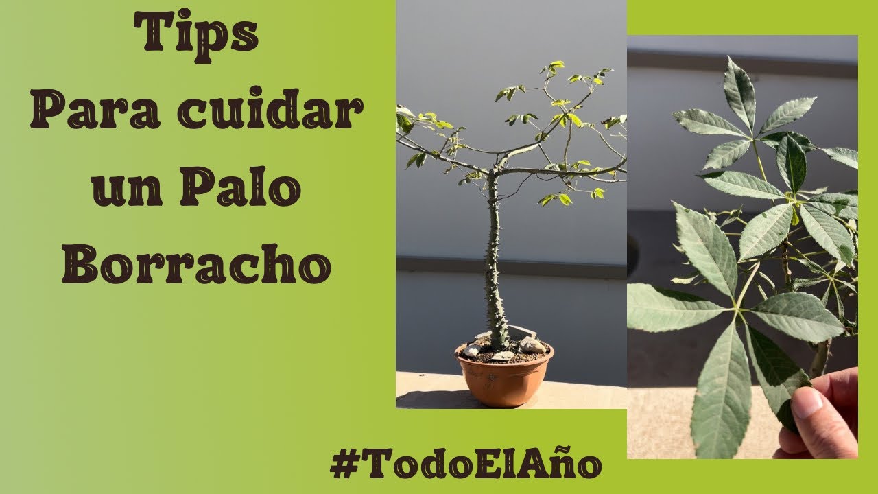 Tips para cuidar correctamente un Palo Borracho (Ceiba)