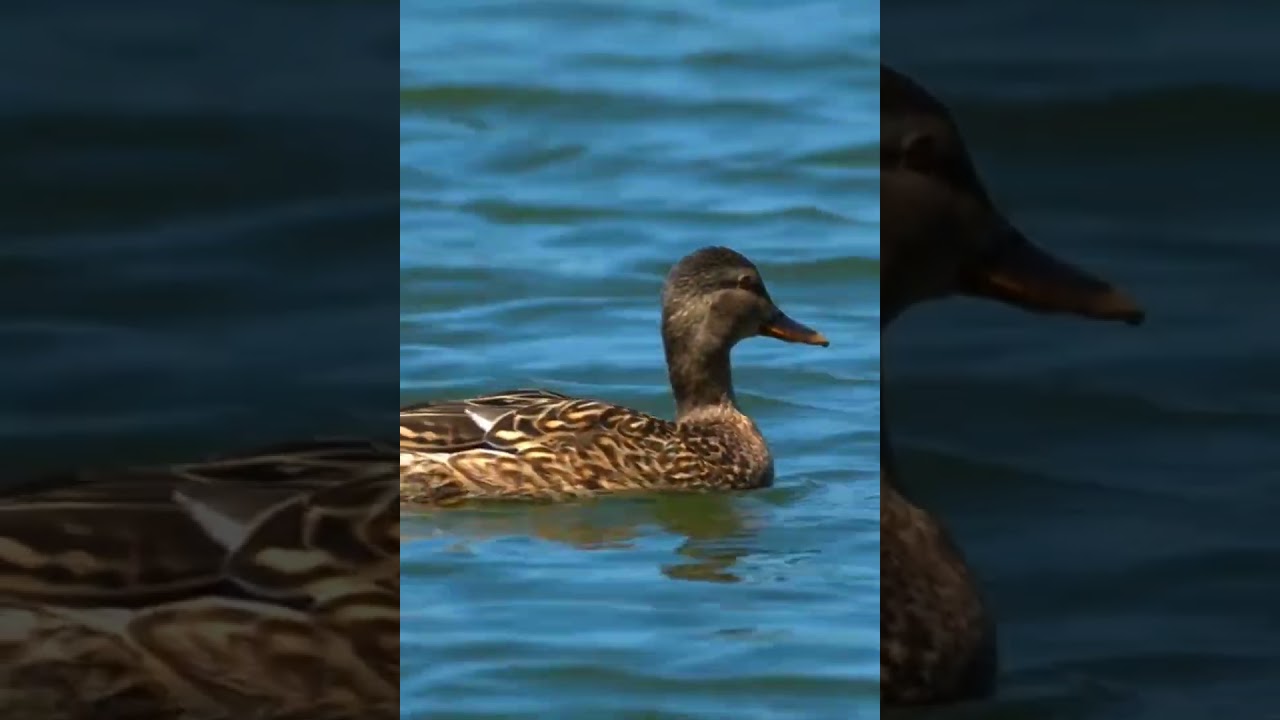 duck swimming underwater, crystal clear water, close up, geese and duck on water