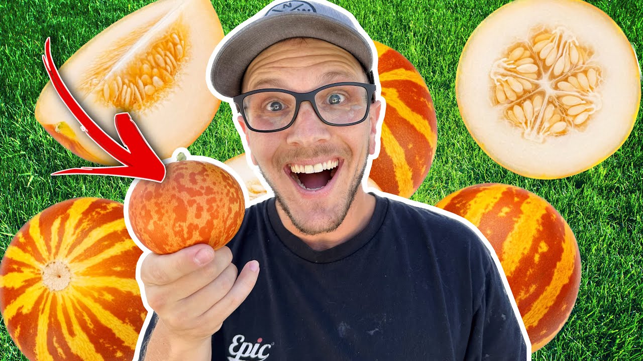 How To Grow Tiger Melons | Do They Taste As Good As They Look?!