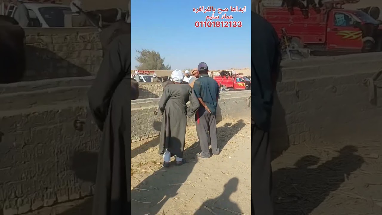 اخر سوق للمواشي قبل العيد بالكفاح الفرافره