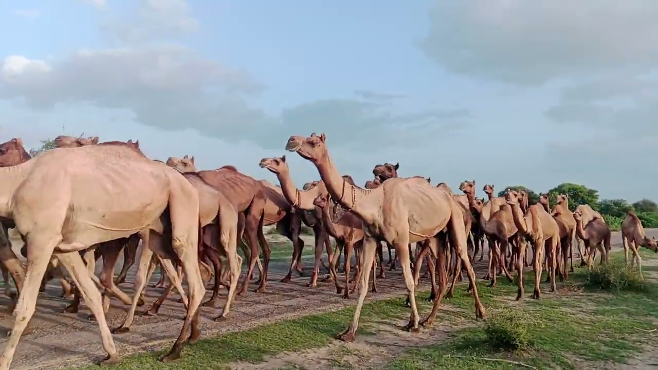 Camel Valer suffring thar Desert |Ship of Desert | Kingbof the thar Desert |Camel life Descovery |
