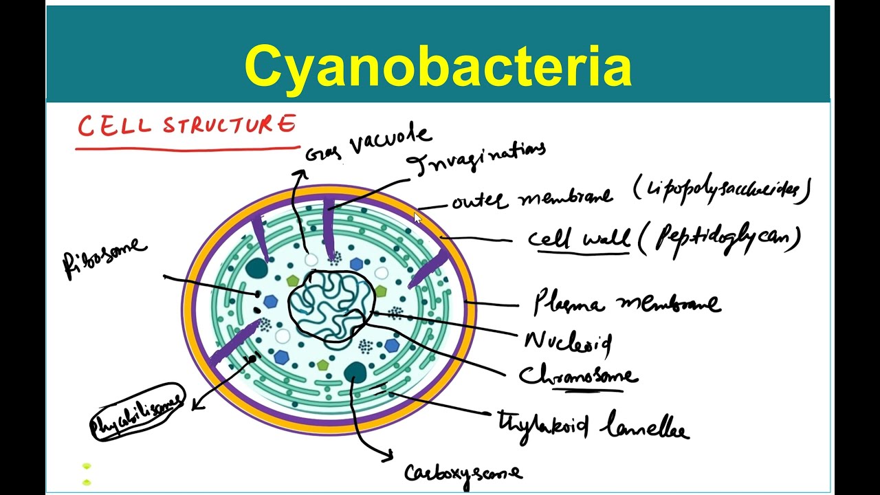 Cyanobacteria Introduction & Structure | Part 1