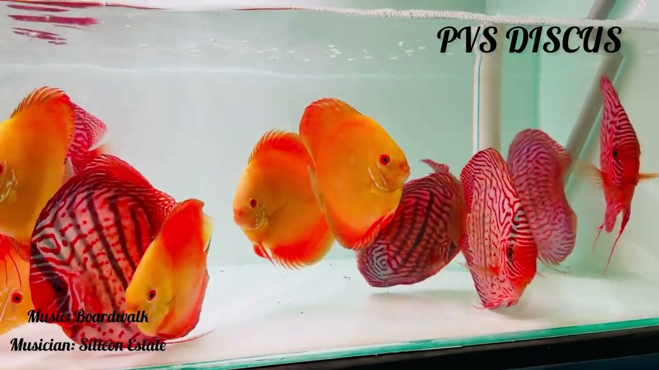 Red Heckel discus | yellow diamond| Imported discus | 