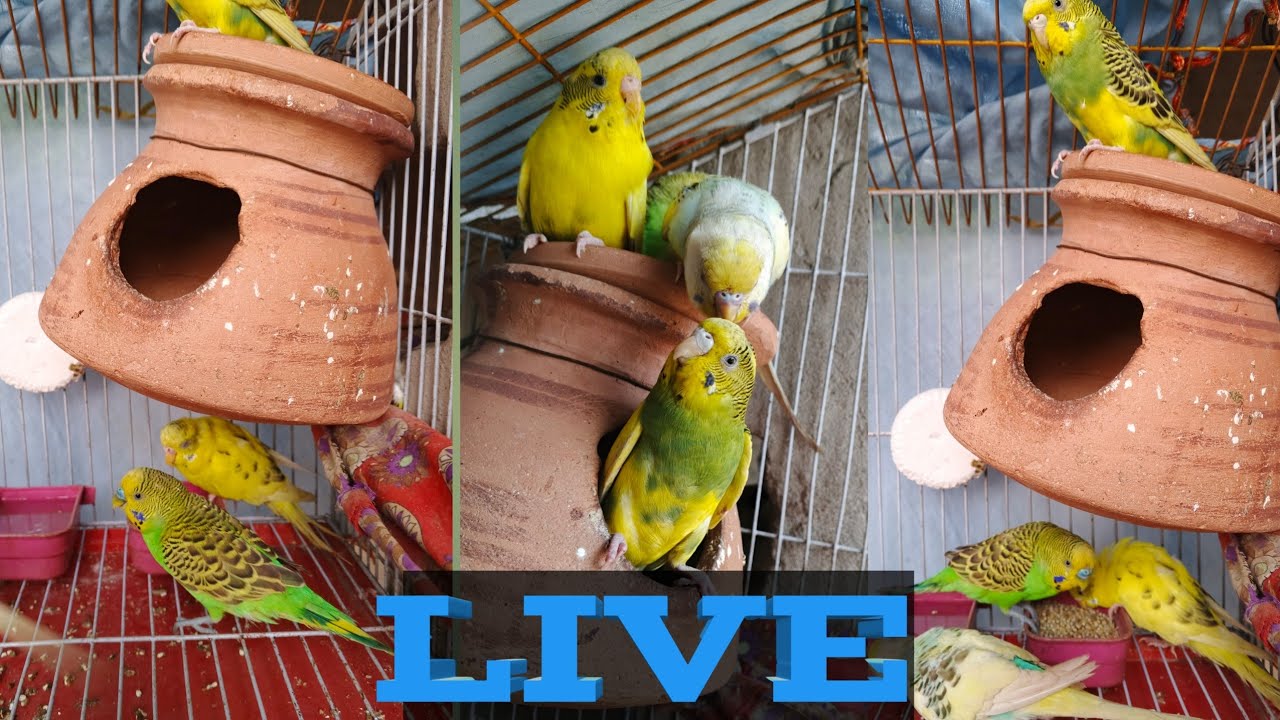 Over 9 hours of Budgies Playing Singing and Talking part 3
