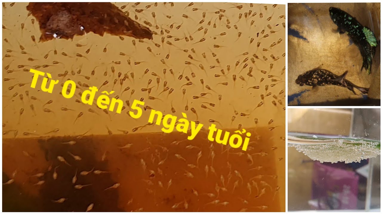 Cách ép cá Betta: nuôi cá từ 0 đến 5 ngày tuổi (Phần 2)
