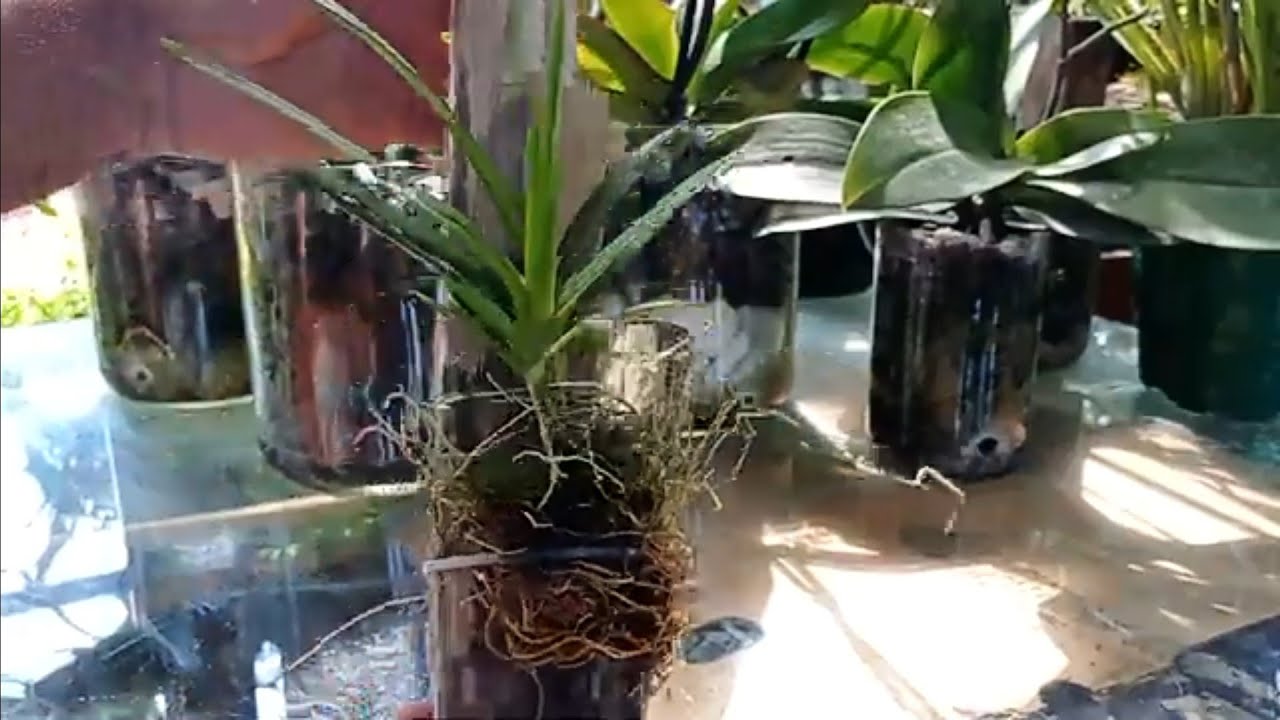 Replante da Orquídea Rodriguezia Venusta.