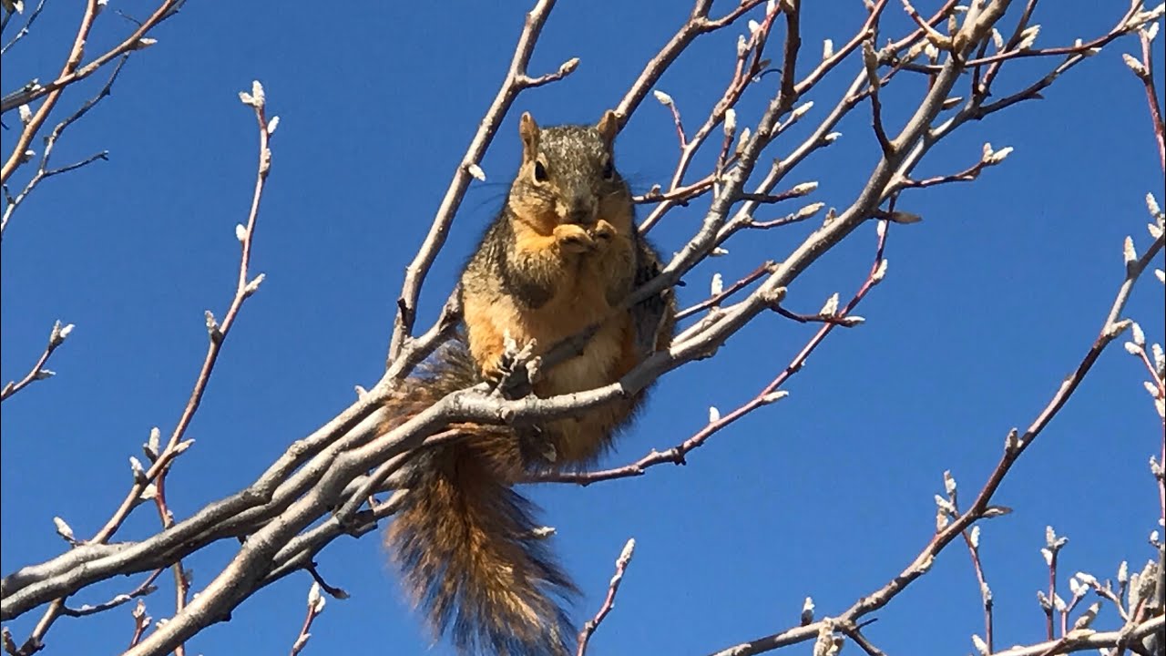 My winter squirrel is back. 