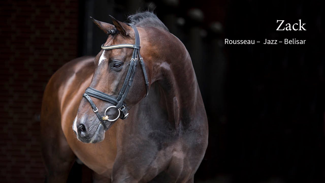 Blue Hors Zack 2016