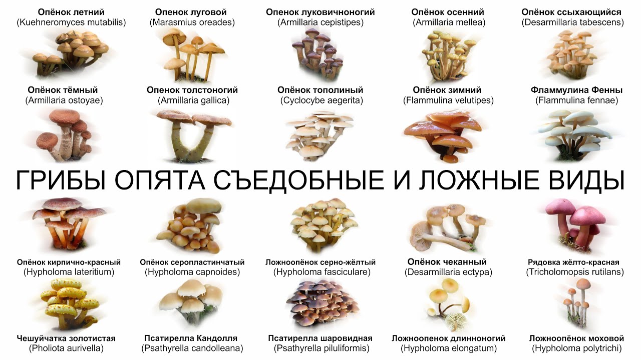 ГРИБЫ ОПЯТА СЪЕДОБНЫЕ И ЛОЖНЫЕ ВИДЫ