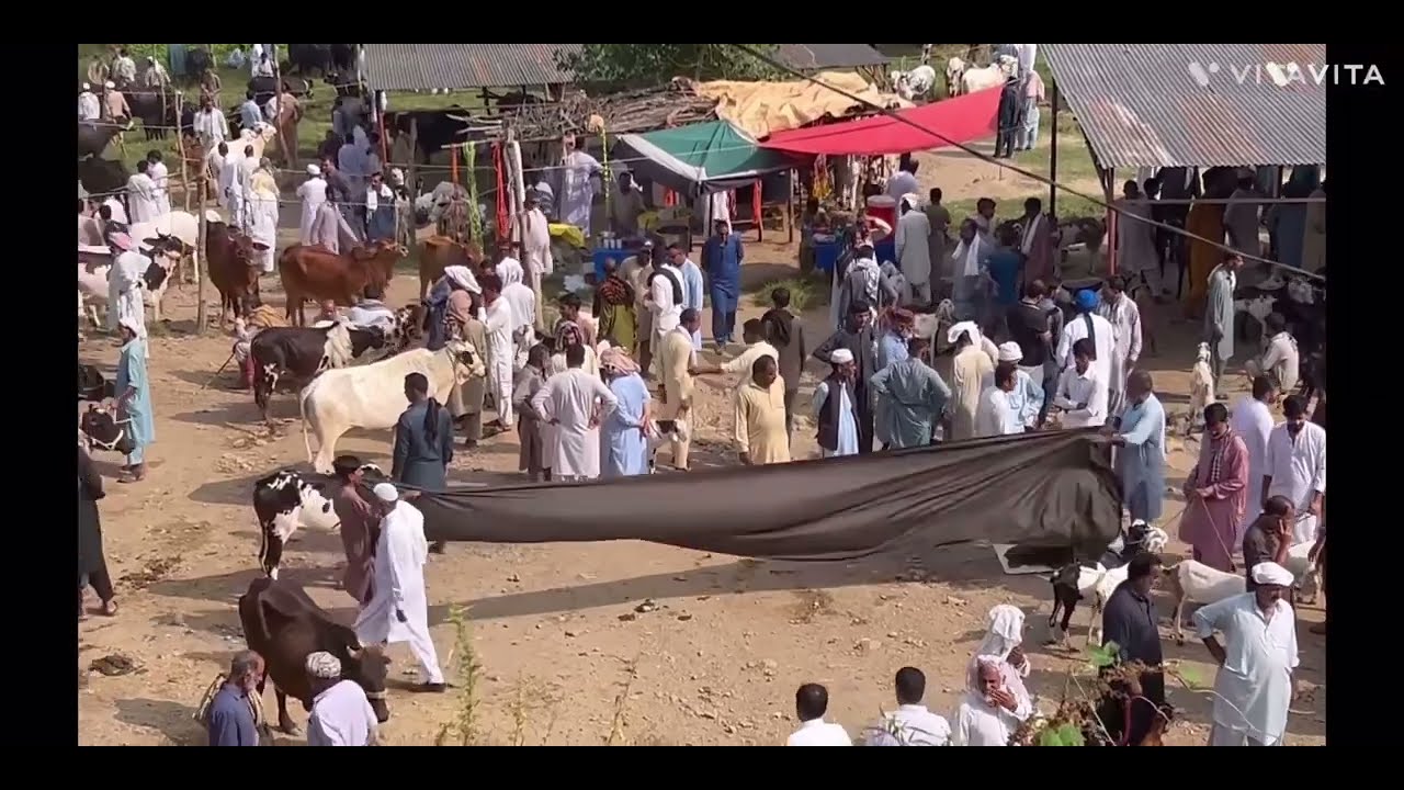 Animal market doungi azad Kashmir #ukvellaveer.   #rubinawithquran