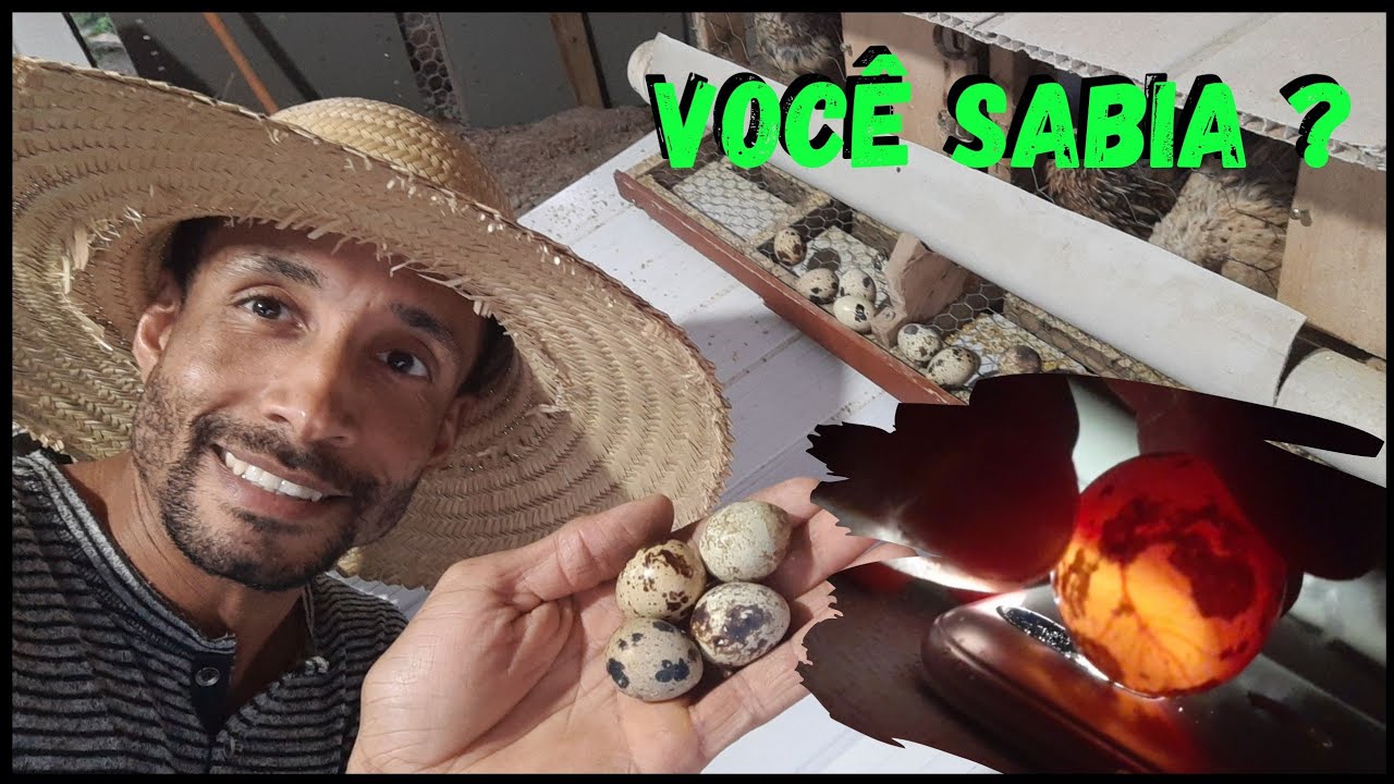 Veja uma OVOSCOPIA  #sustentabilidade @TILAPIAMinhaVida