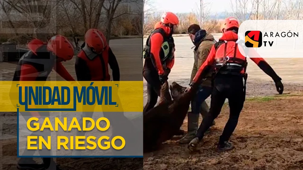 Rescate y traslado de ganado en riesgo por la crecida | CUANDO EL RÍO CRECE