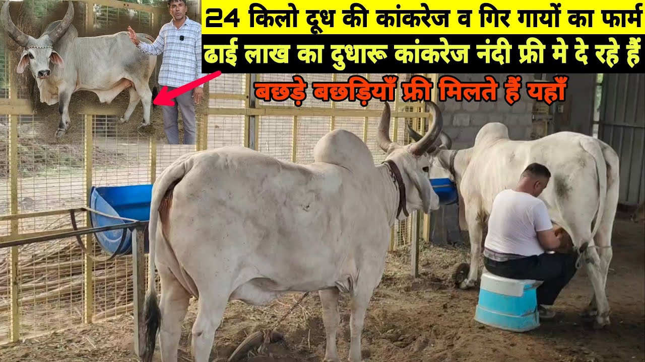 24 किलो दूध की कांकरेज और गिर गायों का टोप फार्म👌2.5 लाख का नंदी बिल्कुल फ्री👌बछड़े बछड़ियाँ भी फ्री
