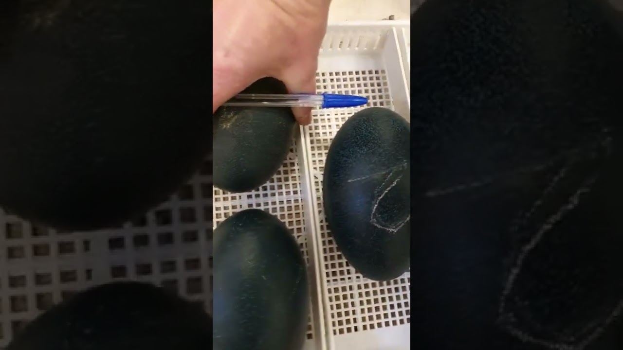 hatching emu eggs, day 42, brinsea