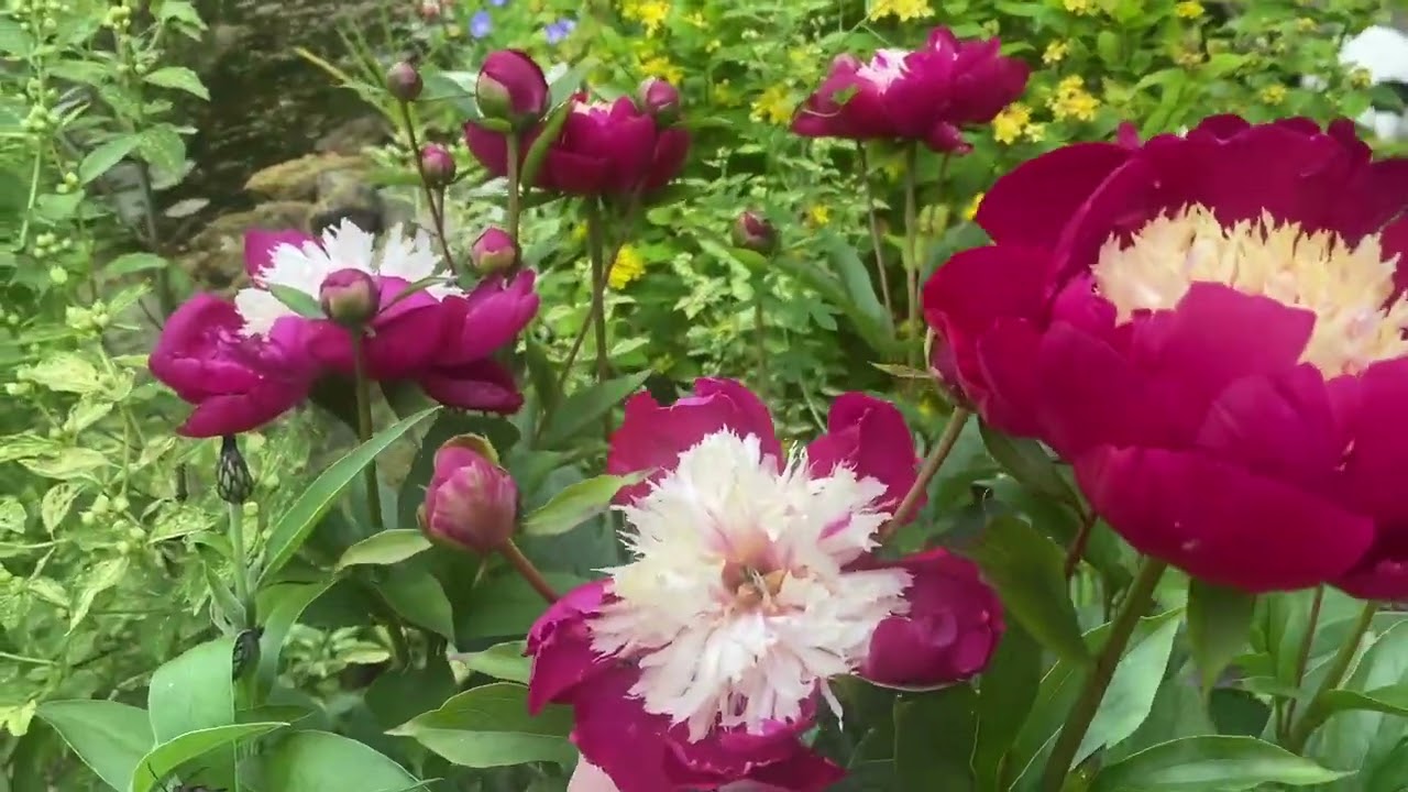 Plantsmans Diaries Monthly...June2024