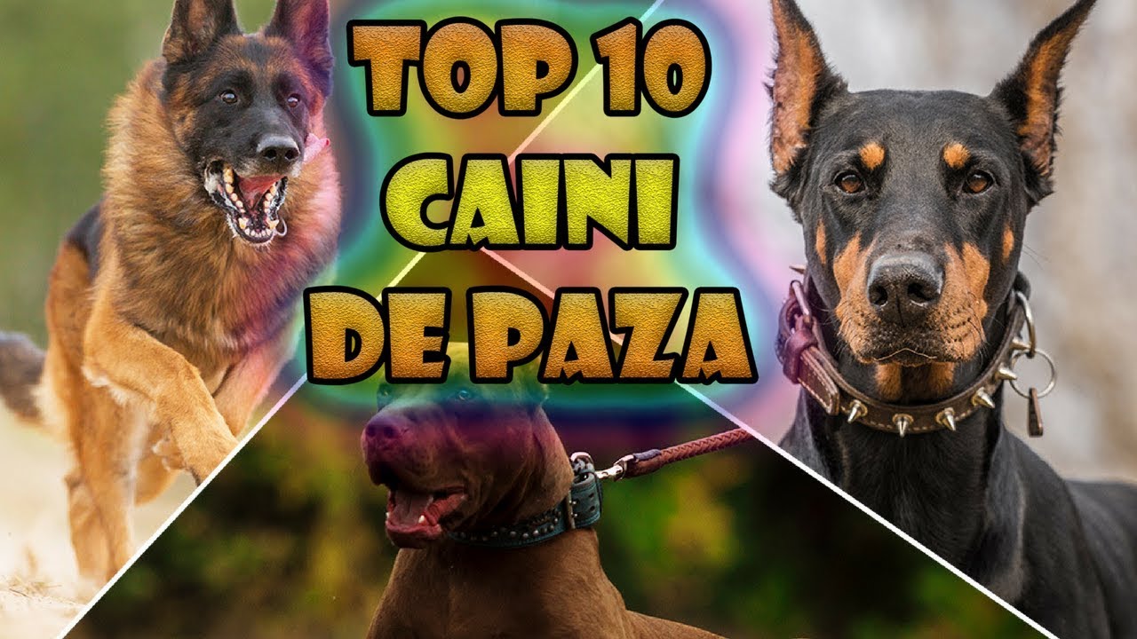 TOP 10 Caini de paza / Cele mai puternice rase de caini