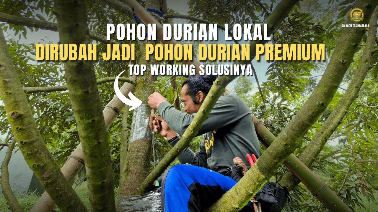 Durian Lokalmu Bisa Dirubah Jadi Durian Premium, Top Working Solusinya!