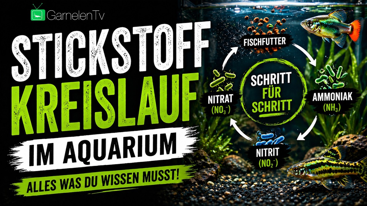 Die Einlaufphase im Aquarium &ndash; Alles was du wissen musst!  | GarnelenTv