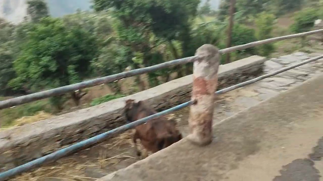 Village Life | My village | Rathi | Pithoragarh|Uttarakhand