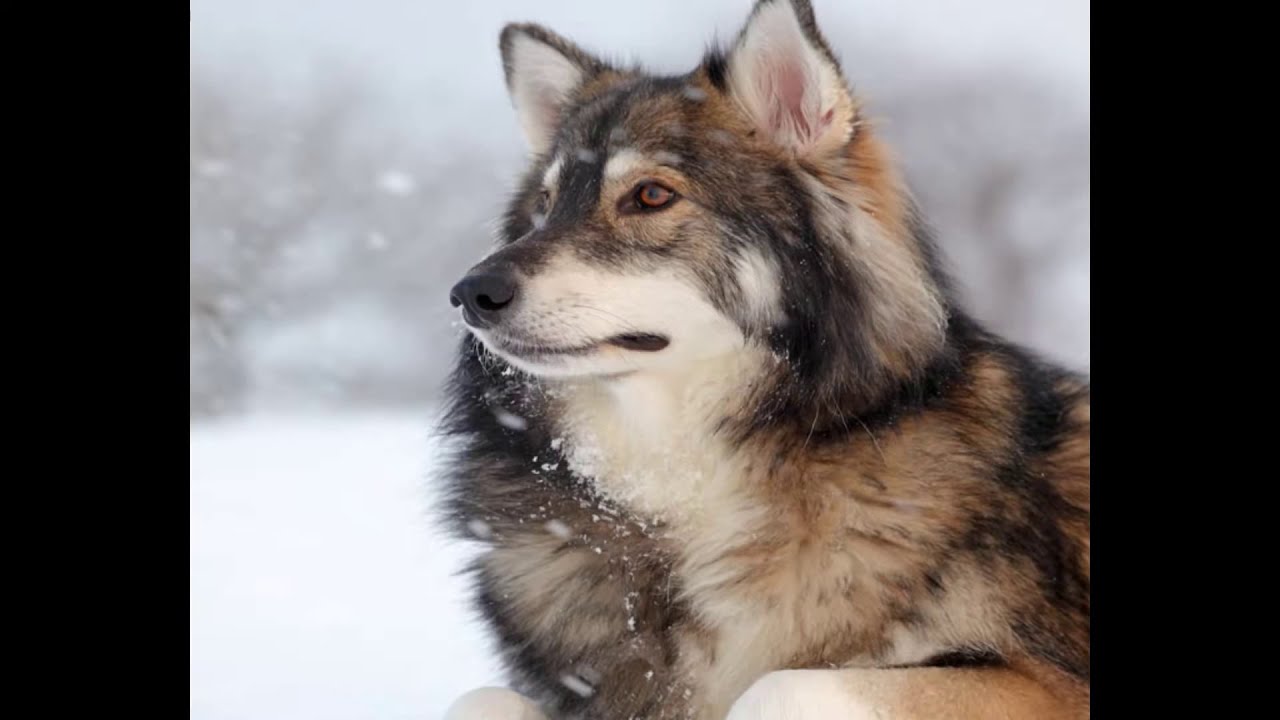 Utonagan - mid-size dog breed