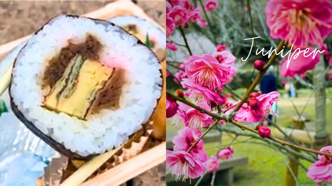 Spring Plum Blossoms in Kumamoto, Japan | Sukeroku Sushi & Musashi’s Zen Stone